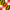 Maryland-Bandeira quadrada